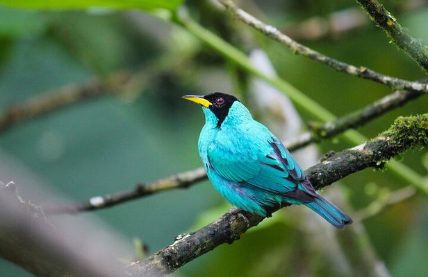 Birdwatching Tour, Via Gualaceo to the Eastern slope from Cuenca