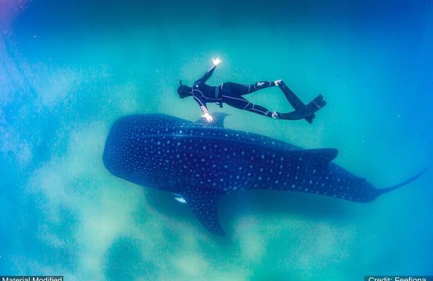 Cabo San Lucas & Southern Baja California: ALL in 6 Days, 1st Class Custom Tours