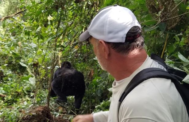 4 Days Gorilla and Chimps trek safari