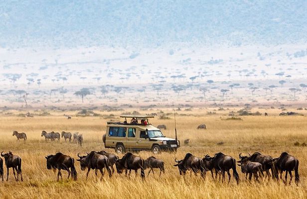 5-Days Private Safari Tour in Trangire, Serengeti, and Ngorongoro Crater