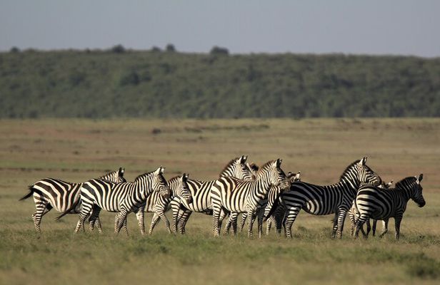 4-Day Masai Mara Luxury Kenya Safari Private Tour