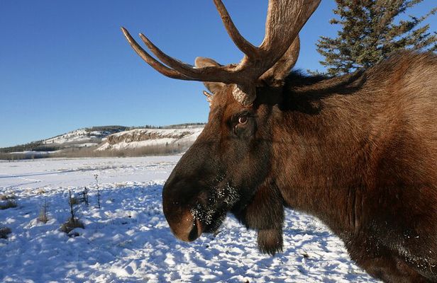Arctic Day: Yukon Wildlife Half Day Viewing Tour