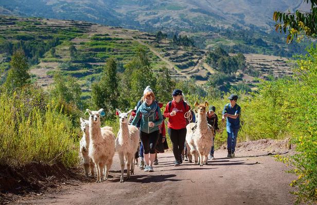 Hiking with Llamas and Alpacas in the Sacred Valley of the Incas