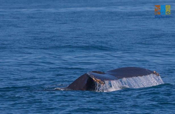 Private Whale watching Puerto Vallarta