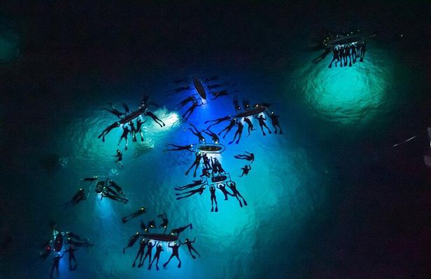 Manta Ray Night Snorkel Adventure
