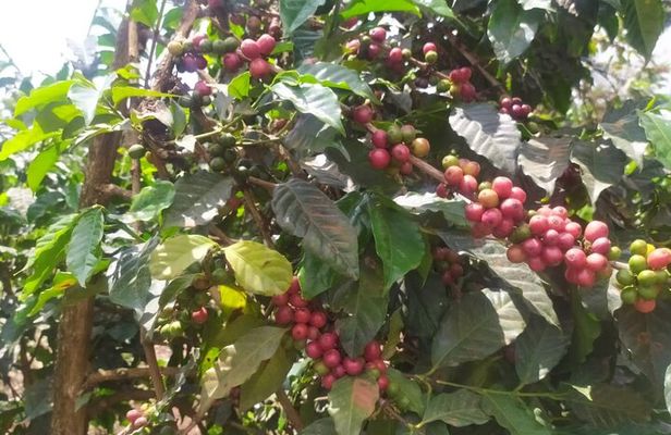 Coffee Farm Half-Day Tour in Kenya