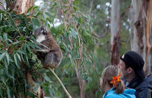 2 Day Exclusively Private Tour Of Phillip Island & The Great Ocean Road