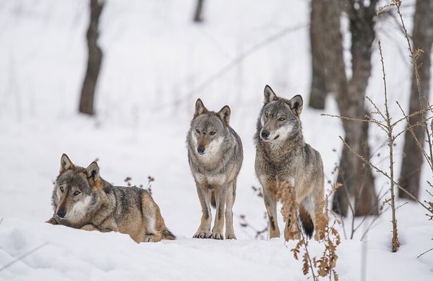 Yellowstone Full Day Winter Tour (With Optional Hike or Snowshoe)