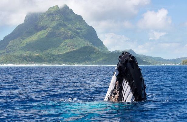 Private Tour: Bora Bora Whale Watching & Swimming Experience