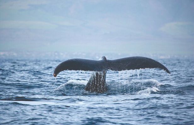 Kona Whale Watch from Honokohau on Sailing Boat