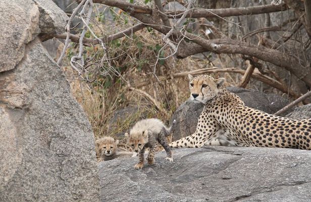 3-Day Classic Serengeti Safari
