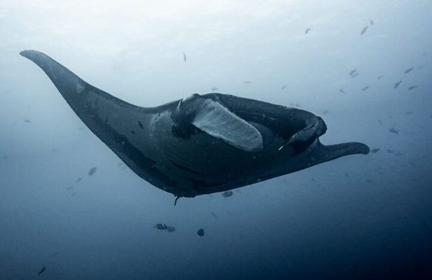 Catalina Island Diving Tour From Tamarindo - Certified Only