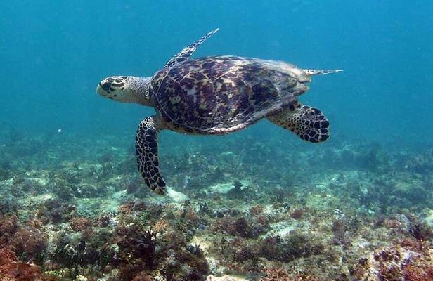 Tulum Private Boat Tour & Turtle Snorkeling Experience