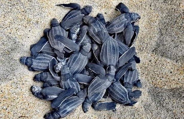 From Huatulco: Turtle Release & Bioluminescence