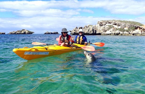 Penguin and Seal Islands Sea Kayaking Experience