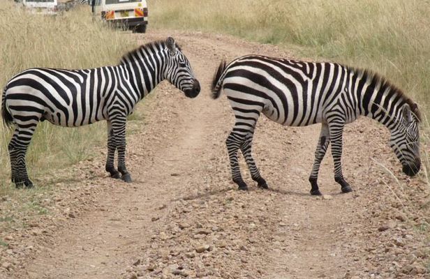 Half-Day Nairobi National Park Tour from Nairobi