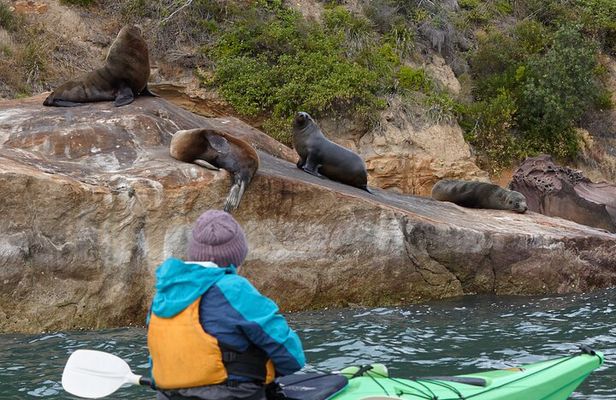 Sydney Kayak Seal Encounter Adventure with Gourmet Food