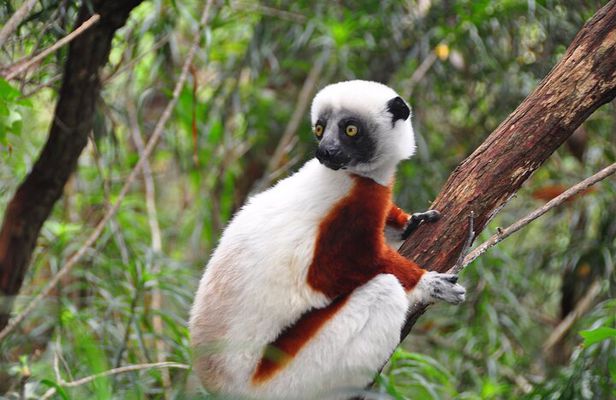 3-Day Private Tour to Andasibe National Park