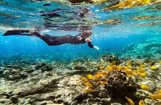 Kona's Deluxe Snorkel - Snorkel Captain Cook and Place of Refuge