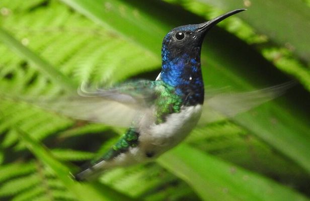Full-Day Mindo Cloud Forest Tour Birdwatching Waterfalls and Hike