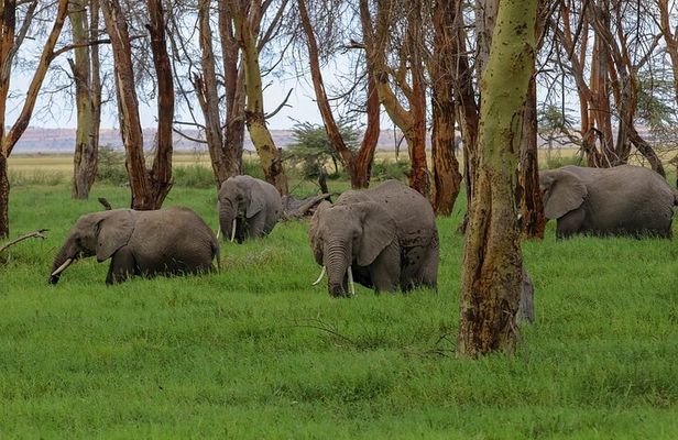 3 Days 2 Nights Private Amboseli Safari