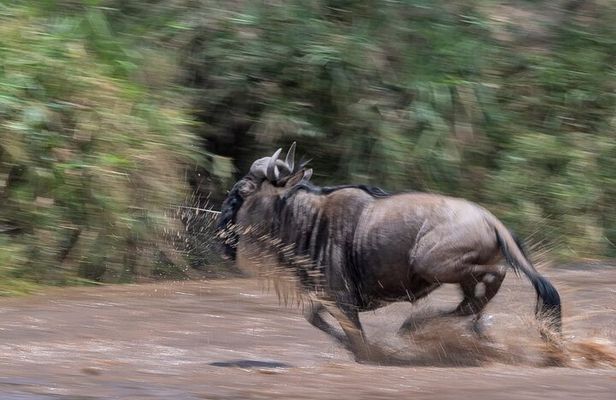 5 days Masai Mara Wildebeest migration safari