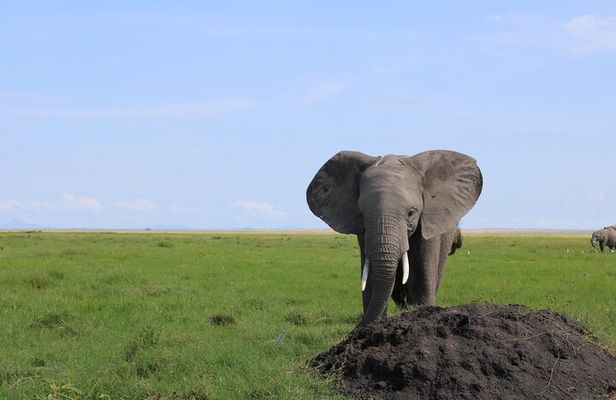 2-Day Private Safari to Amboseli National Park