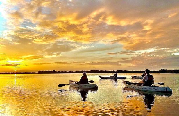 Sunset Tour Mangrove, Dolphins, Manatee #1 Rated in Cocoa Beach