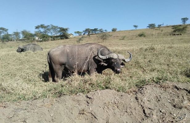Lake Nakuru National Park Day Tour
