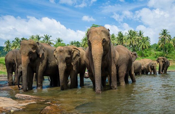 Day Excursions to Wilpattu National Park from Negombo
