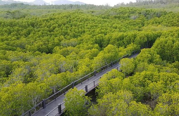 Mangrove Forest Hike and River Boat Ride with Private Guide from Hua Hin