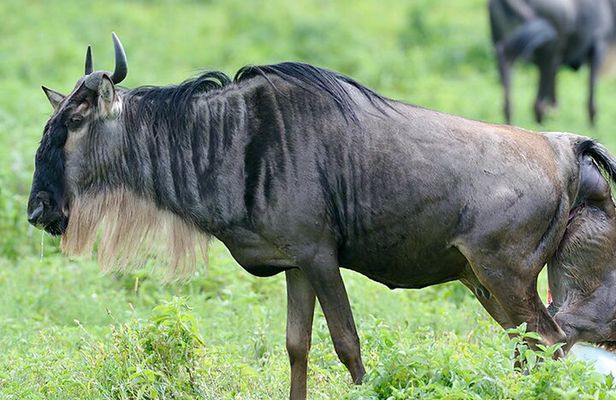 Private 6-Day Great Migration Ndutu Serengeti Safari Tour