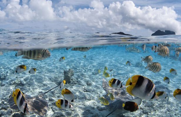 Introductory Dive in Bora Bora (afternoon)