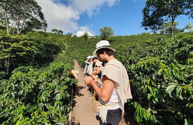 Cocora Valley Tour and Coffee Farms