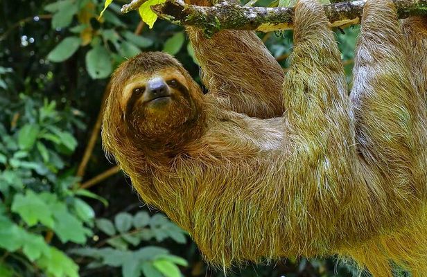 5 Days Wildlife Tour in Drake Bay, Sierpe, Corcovado and Osa