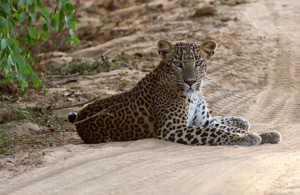 Yala National Park Private Safari