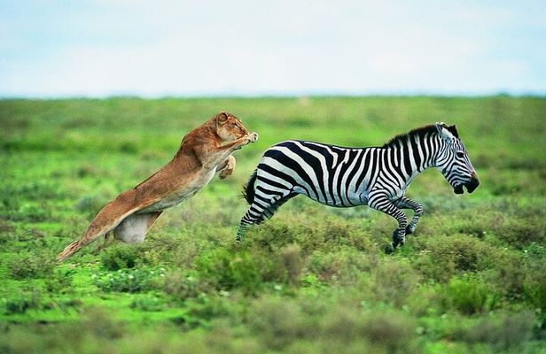 4 Days Mid Range Group Safari