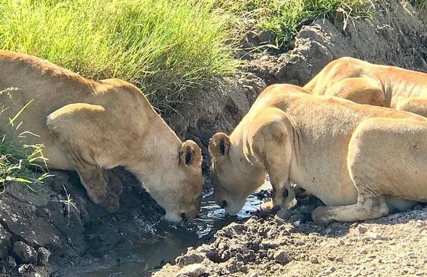 5-Day Spirit of Tanzania Safari