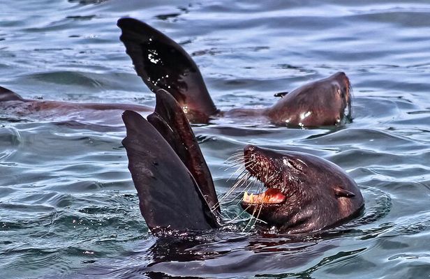 Shark Cage Diving and Viewing with transport from Hermanus