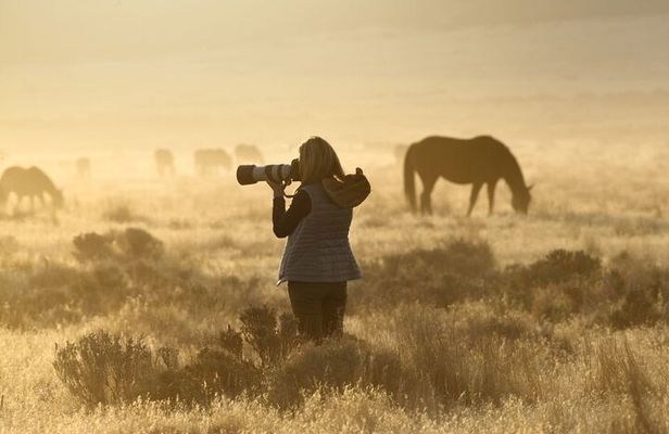 Private Wild Horse Photo Safari from Tooele