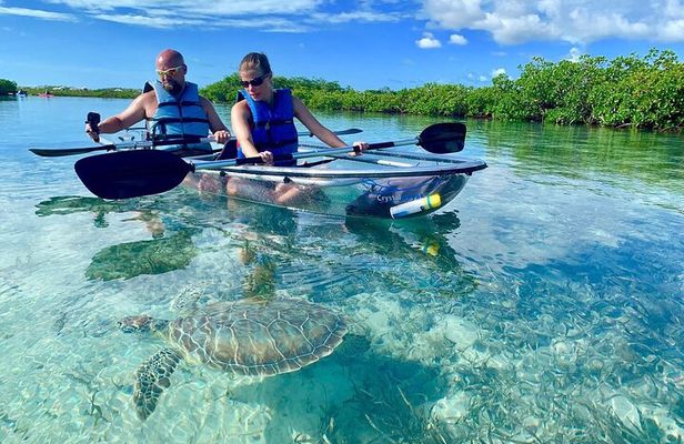 Mangrove Clear Kayak Tour
