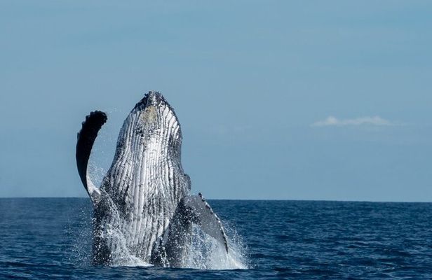 World Class Whale Watching with Breakfast & Open Bar