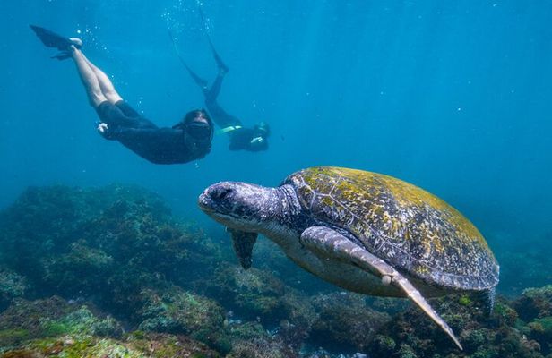 Snorkel with Turtles Gold Coast