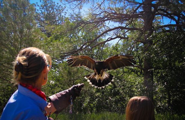 Hands-On Falconry Class