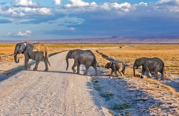 3 Day Amboseli Safari