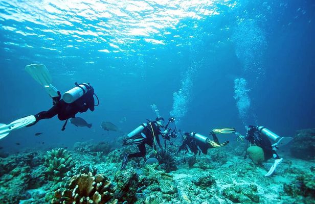 Private Diving Experience in Nusa Dua with Hotel Pick Up