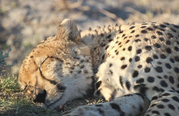 7Days 6Nights Botswana Highlights Safari