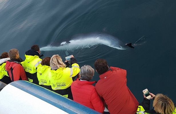 Whale-Watching Boat Tour with Expert Guide from Reykjavik