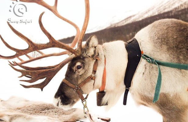 Reindeer Safari in Arctic Wilderness