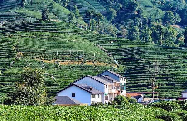 Flexible Hangzhou Private Tour from Shanghai by Bullet Train